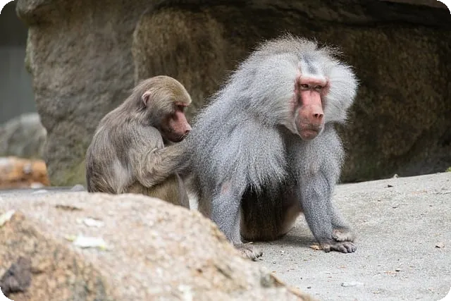 단일가매매 이해와 전략 실전 활용 방안