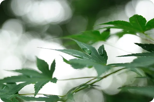 한남나인원 쌀국수 맛집 베스트 추천과 인기 메뉴 분석