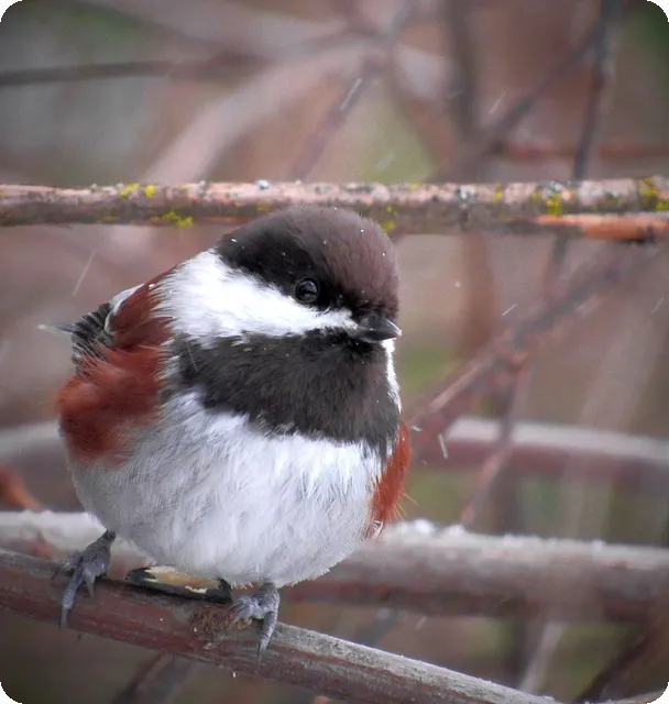 서울 신용보증재단 소상공인대출 지원 확대 분석