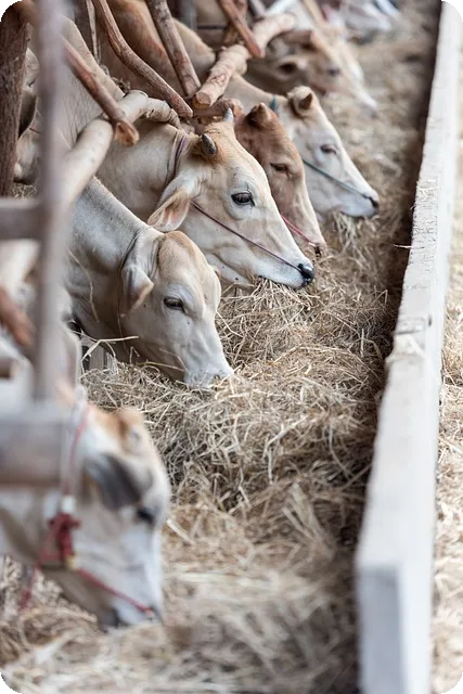 축사매매 광주전남지역 인기 매물 찾는 방법