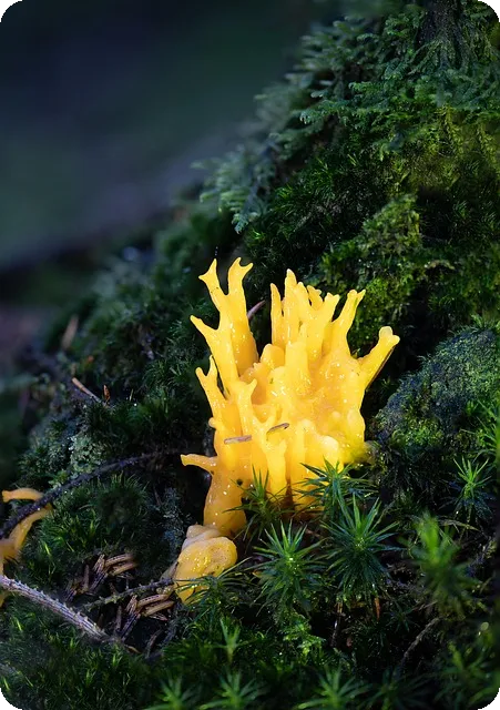 옐로우캐피탈대부 대출조건 비교와 후기 분석