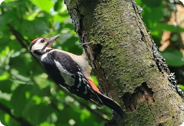 정부지원대환대출로 2년 내 빚 탈출하는 방법