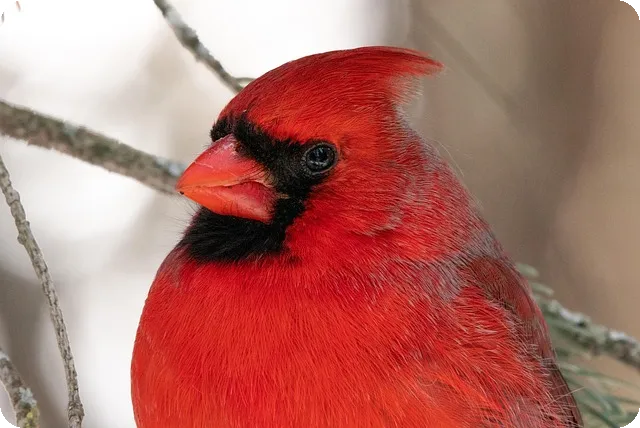 정부지원대환대출로 2년 내 빚 탈출하는 방법